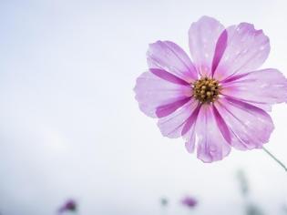 Φωτογραφία για Τα συναισθήματα επηρεάζουν σχεδόν κάθε ανθρώπινη ασθένεια