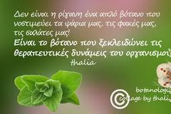 σαν ποίημα, σαν μύθος- όταν με ρώτησαν πως θα περιέγραφα με δυό λόγια την ρίγανη, ενθυμούμενη τα μαθητικά μου χρόνια, είπα…