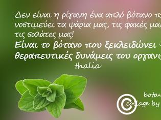 Φωτογραφία για σαν ποίημα, σαν μύθος- όταν με ρώτησαν πως θα περιέγραφα με δυό λόγια την ρίγανη, ενθυμούμενη τα μαθητικά μου χρόνια, είπα…