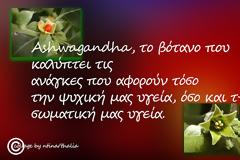 Η βιθάνια προάγει την ορμονική ισορροπία και βελτιώνει τη σεξουαλική λειτουργία στους ηλικιωμένους άνδρες