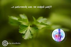 Ο μαϊντανός και τα νεφρά μας!