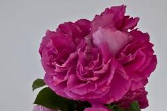 Η συνεχής εισπνοή αιθέριου ελαίου τριαντάφυλλου ενισχύσει τη φαιά ουσία του εγκεφάλου