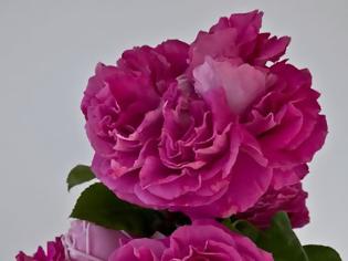 Φωτογραφία για Η συνεχής εισπνοή αιθέριου ελαίου τριαντάφυλλου ενισχύσει τη φαιά ουσία του εγκεφάλου