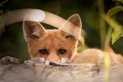 Ἀλώπηξ προς μορμολύκειον – intermezzo