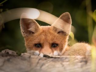 Φωτογραφία για Ἀλώπηξ προς μορμολύκειον – intermezzo