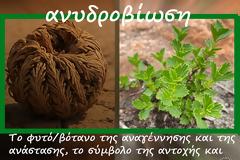 ο “θάμνος της ανάστασης” που φέρει την επιστημονική ονομασία Myrothamnus Flabellifolius