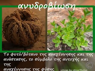 Φωτογραφία για ο “θάμνος της ανάστασης” που φέρει την επιστημονική ονομασία Myrothamnus Flabellifolius