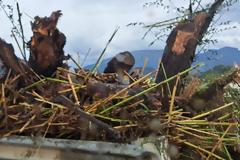 Φωτογραφικό Οδοιπορικό της Στέλλας Λιαπης - Η Βόνιτσα μετά τη νεροποντή