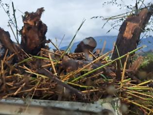 Φωτογραφία για Φωτογραφικό Οδοιπορικό της Στέλλας Λιαπης - Η Βόνιτσα μετά τη νεροποντή