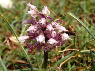 Φωτογραφία για Neotinea lactea, η γαλακτόχρους ορχιδέα!