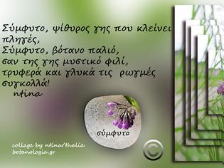 Φωτογραφία για όταν με ρώτησαν – ντίνα ποια επικεφαλίδα θα έβαζες για το σύμφυτο; είπα…