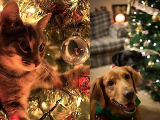 Φωτογραφία για Πώς να στολίσετε όταν έχετε κατοικίδια: Ασφάλεια & γιορτινή ατμόσφαιρα μαζί