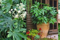 Αράλια. 'Ενα εντυπωσιακό φυτό για σκιερά σημεία