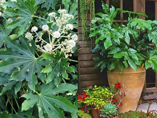 Φωτογραφία για Αράλια. 'Ενα εντυπωσιακό φυτό για σκιερά σημεία