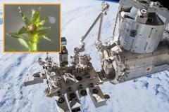 Βρύα επέζησαν για εννέα μήνες στο διάστημα