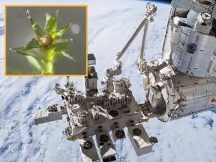 Φωτογραφία για Βρύα επέζησαν για εννέα μήνες στο διάστημα