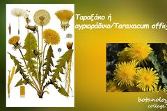 Το θαυματουργό αγριοράδικο – η ισχυρή αντικαρκινική δράση της ρίζας του Taraxacum officinale