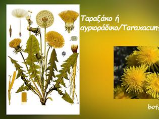 Φωτογραφία για Το θαυματουργό αγριοράδικο – η ισχυρή αντικαρκινική δράση της ρίζας του Taraxacum officinale