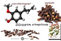 μαθαίνω – ποια είναι η πανίσχυρη ευγενόλη/eugenol και ποιου γνωστού μας μπαχαρικού είναι συστατικό!