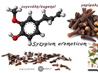 Φωτογραφία για μαθαίνω – ποια είναι η πανίσχυρη ευγενόλη/eugenol και ποιου γνωστού μας μπαχαρικού είναι συστατικό!