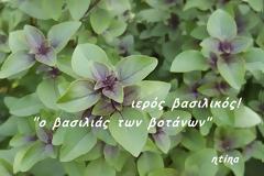 Το πιο διάσημο και ευρέως χρησιμοποιούμενο βότανο στην Ayurveda για την τόνωση και ενίσχυση του αναπνευστικού συστήματος