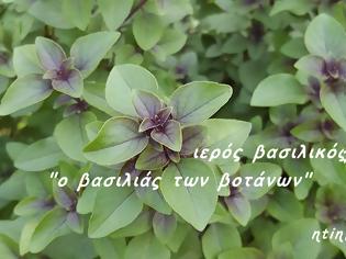 Φωτογραφία για Το πιο διάσημο και ευρέως χρησιμοποιούμενο βότανο στην Ayurveda για την τόνωση και ενίσχυση του αναπνευστικού συστήματος