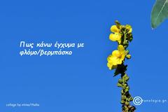 όταν με ρώτησαν τι άγνωστο θα είχα να πω για τα βότανα, θα έλεγα για το βερμπάσκο, το βελλούδινο βότανο πως…