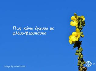 Φωτογραφία για όταν με ρώτησαν τι άγνωστο θα είχα να πω για τα βότανα, θα έλεγα για το βερμπάσκο, το βελλούδινο βότανο πως…