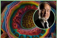 Αυτοφαγία – η βιολογική διαδικασία, που αναδεικνύει την κομψότητα και την ευφυΐα του ανθρώπινου σώματος.