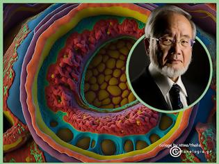 Φωτογραφία για Αυτοφαγία – η βιολογική διαδικασία, που αναδεικνύει την κομψότητα και την ευφυΐα του ανθρώπινου σώματος.