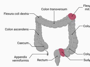 Φωτογραφία για Colon Test: Παράταση Τιμολόγησης Δεκεμβρίου 2025 από 26/12 σε 29/12