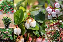 Γκολθέρια. Ένας εύκολης καλλιέργειας θάμνος με πολύ όμορφα λουλούδια