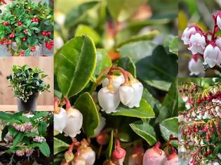 Φωτογραφία για Γκολθέρια. Ένας εύκολης καλλιέργειας θάμνος με πολύ όμορφα λουλούδια