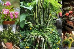 5 Φυτά για μπαλκόνια με ελάχιστο ήλιο