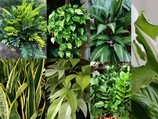 Φωτογραφία για Φυτά εσωτερικού χώρου που ευδοκιμούν χωρίς πολύ φως