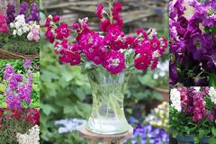 Βιολέτα. Άρωμα και χρώμα ανοιξιάτικο