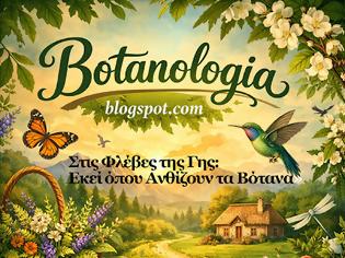 Φωτογραφία για Ψίθυροι ανάμεσα σε ρίζες, φύλλα και αιώνες: Η λυρική επιστήμη των βοτάνων