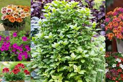 Κηπουρική για αρχάριους: 6 Εύκολα φυτά για το καλοκαίρι