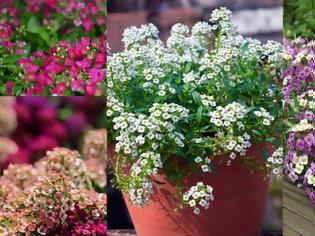 Φωτογραφία για Άλυσσος: Πλούσια ανοιξιάτικη ανθοφορία σε γλάστρες και παρτέρια