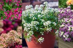 Άλυσσο: Πλούσια ανοιξιάτικη ανθοφορία σε γλάστρες και παρτέρια