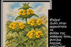 Phlomis fruticosa/Φλομίς η θαμνώδης- η γνωστή μας και πανταχού παρούσα ασφάκα