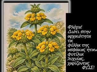 Φωτογραφία για Phlomis fruticosa/Φλομίς η θαμνώδης- η γνωστή μας και πανταχού παρούσα ασφάκα
