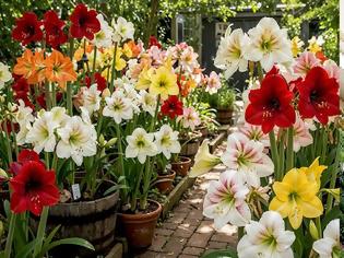 Φωτογραφία για Αμαρυλλίδα. Ένα πανέμορφο λουλούδι για εξωτερικούς και εσωτερικούς χώρους