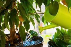 Πως να σώσετε ένα υπερποτισμένο φυτό