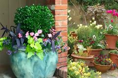 Σύνθετες γλάστρες: Ο σωστός συνδυασμός φυτών