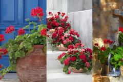 20+ Διαμορφώσεις εξωτερικών χώρων με Γεράνια