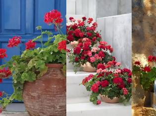 Φωτογραφία για 20+ Διαμορφώσεις εξωτερικών χώρων με Γεράνια