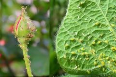 Πώς αντιμετωπίζουμε τη μελίγκρα με φυσικούς τρόπους