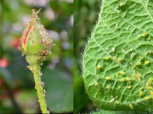 Φωτογραφία για Πώς αντιμετωπίζουμε τη μελίγκρα με φυσικούς τρόπους
