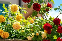 Φροντίδα της Τριανταφυλλιάς την άνοιξη